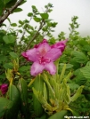 Roan Highlands Rhody close-up