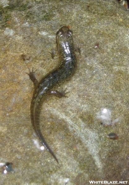 Smoky Mountains Salamander