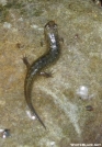 Smoky Mountains Salamander by MOWGLI in Other