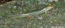 Salamander in Great Smoky Mountains NP