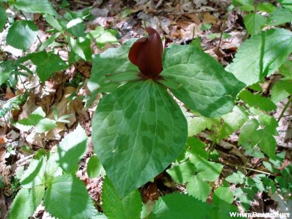 Little Sweet Betsy Trillium