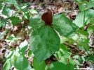 Little Sweet Betsy Trillium by MOWGLI in Wildlife and Flower Galleries