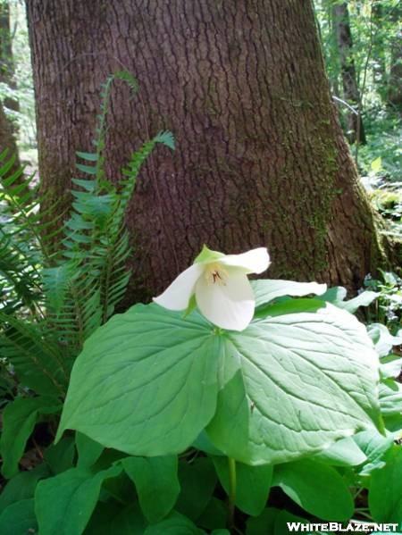 Trillium