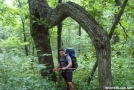 Steve-O at the h-shaped tree north of Woody Gap