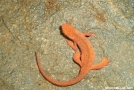 Crazy looking salamander north of Woody Gap