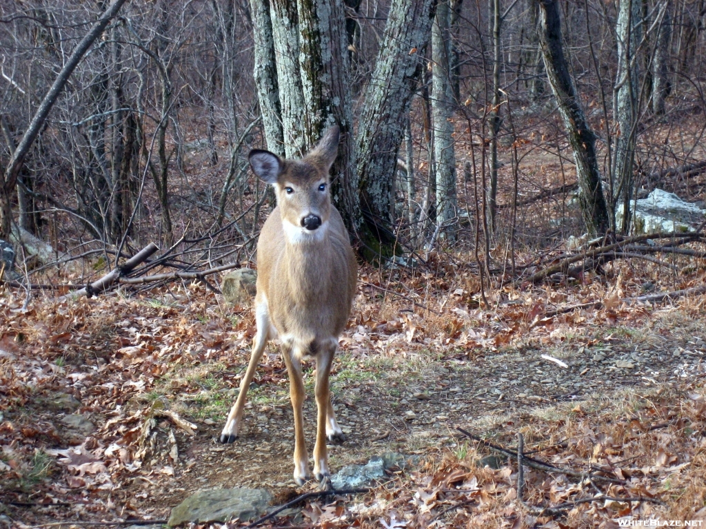 Hello there Deer