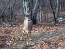 Hello there Deer by firemountain in Deer