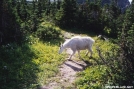 Glacier National Park