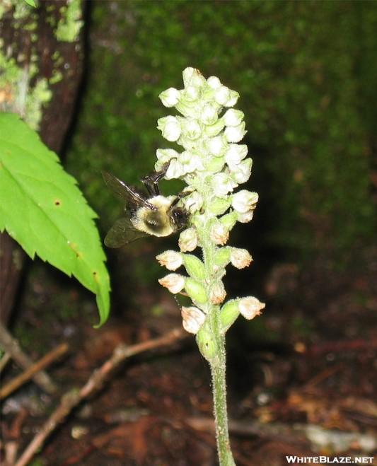 Rattlesnake orchid and bumblebee