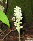 Rattlesnake orchid and bumblebee