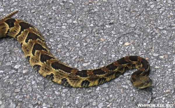 Timber Rattlesnake