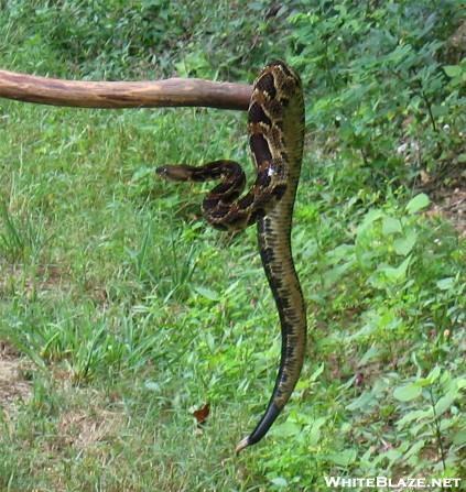 Timber rattlesnake relocation