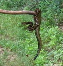 Timber rattlesnake relocation by Rusty41 in Snakes