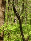 Appalachian Trail: Georgia