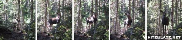 Moose encounter