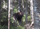 Moose Calf Departing Shot