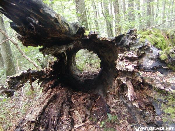 Hollow Tree Trunk