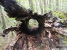 Hollow Tree Trunk by Chalumeau in Other