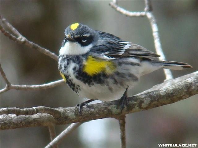 Yellow Rumped Warbler