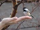 A Bird In Hand by STEVEM in Birds