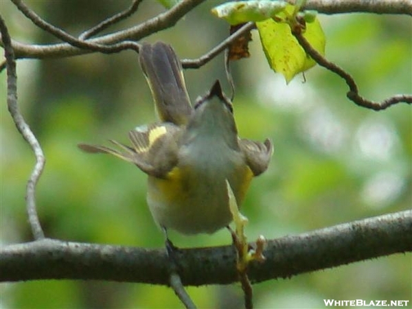 American Redstart