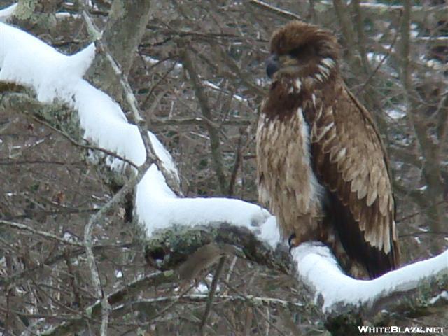 Juvenile Bald Eagle