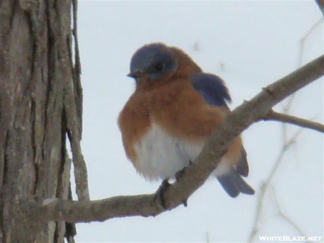 Eastern Bluebird