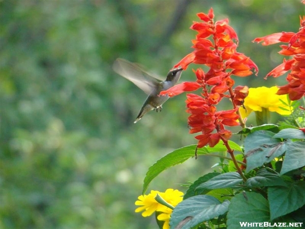 Hummingbird