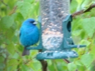 Indigo Bunting