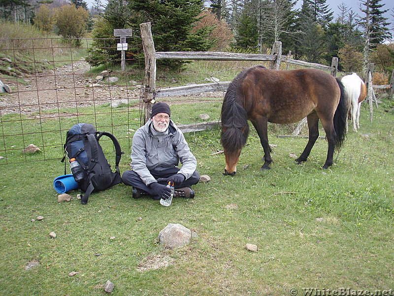 D in grayson highlands sp communing with the horses