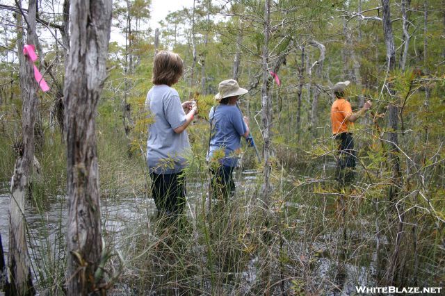 Swamp Walkers At 2008 Muck-about