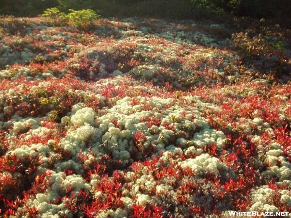 Lichens at Fulling mill summit