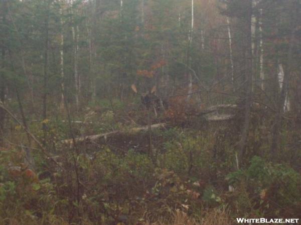 Rutting bull moose  near success pond rd