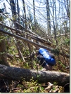 Bushwacking The Black Mountain Crest Trail