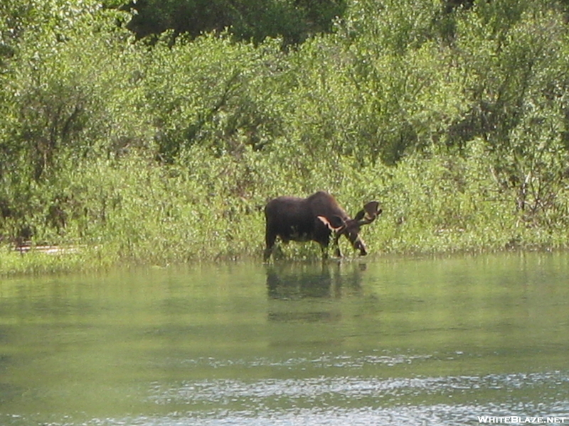 Glacier Waterton Hike