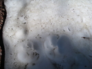 Mountain lion tracks by Egads in Continental Divide Trail