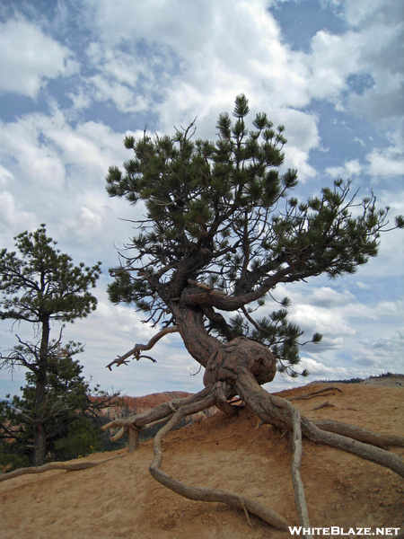 Scrub tree at Bryce