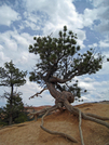 Scrub tree at Bryce