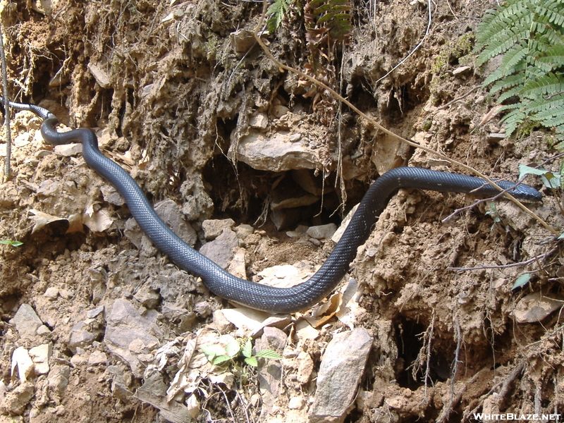 Nj Black Snake