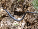 Nj Black Snake