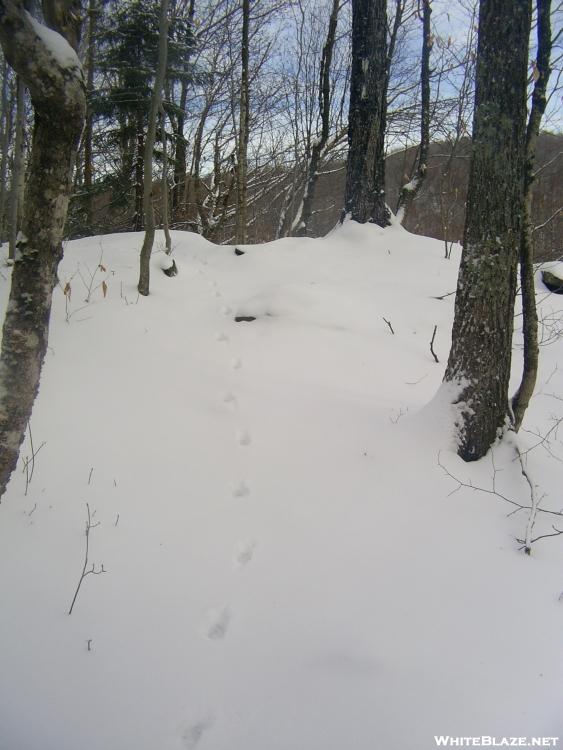 Trail in Vermont on 12-31-2006