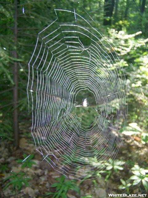 Spiderweb