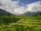 Rice fields by Pokey2006 in Other Trails