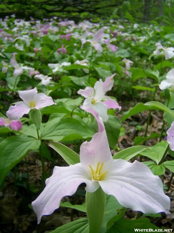 Flowers in Tennessee