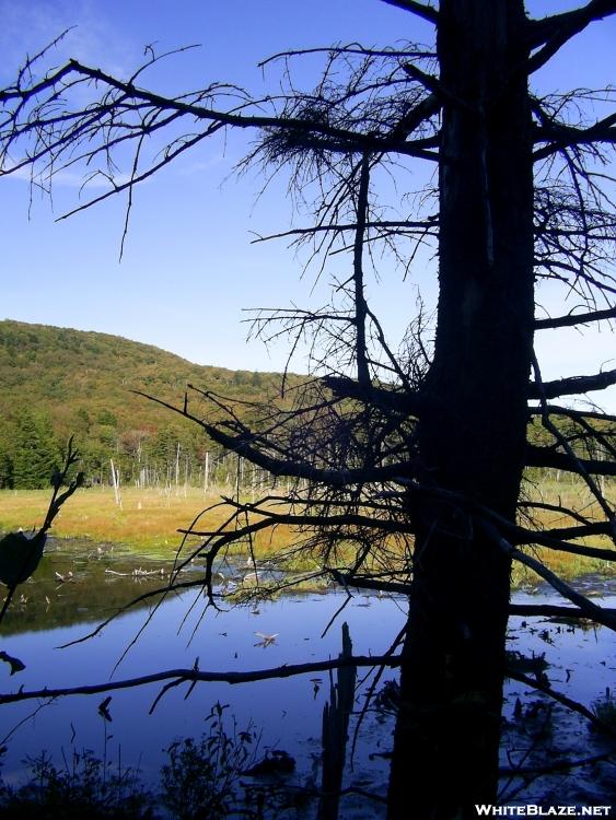 Vermont swamp