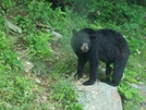 Bear Near Big Meadows by Lellers in Bears