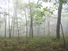 Close To Sunfish Pond by Lellers in Views in New Jersey & New York