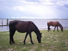 Cumberland Island Georgia