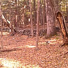 Old Field Wall by Alligator in Trail & Blazes in Connecticut