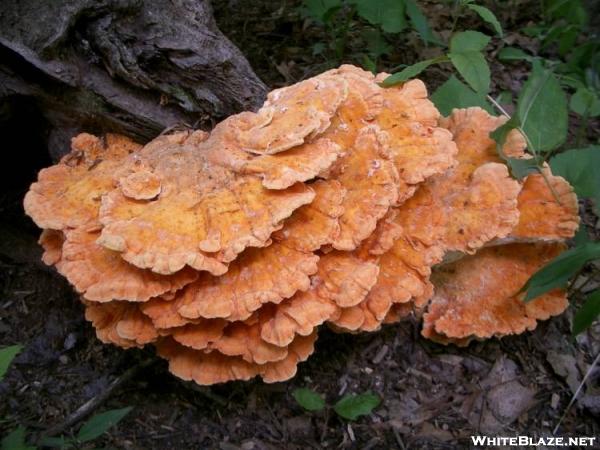 Chicken of the Woods 2